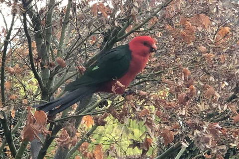 The Studio Yarra Valley - Holiday Great Ocean Road 6