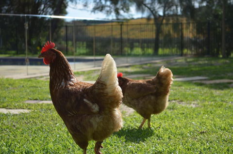 Amande Bed And Breakfast - Holiday Great Ocean Road 20