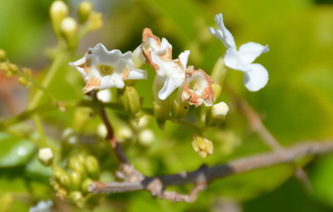 Augusta Courtyard Motel - Holiday Great Ocean Road 11