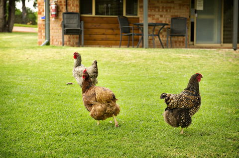 Peppermint Brook Cottages - Holiday Great Ocean Road 12