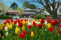 Book Leura Accommodation Vacations Holiday Great Ocean Road Holiday Great Ocean Road