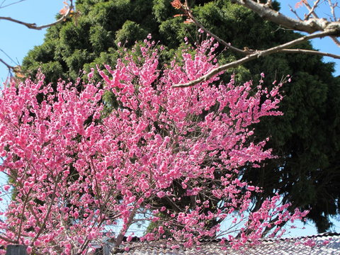 Apple Tree Cottage - Holiday Great Ocean Road 31