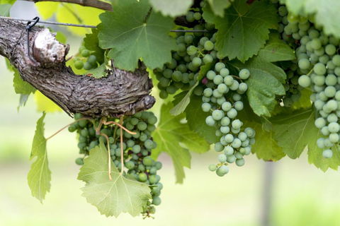 Thistle Hill Guesthouse - Walk To Many Wineries And Restaurants - Holiday Great Ocean Road 44
