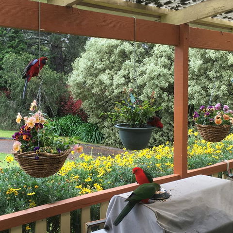 The Best Exotic Magnolia Cottage - Holiday Great Ocean Road 33