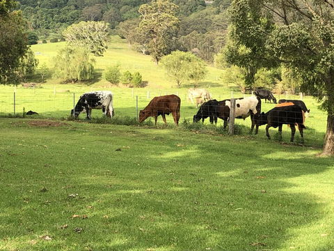 Arcadia - The Barn Cottage & Rosehill Cottage - Holiday Great Ocean Road 26