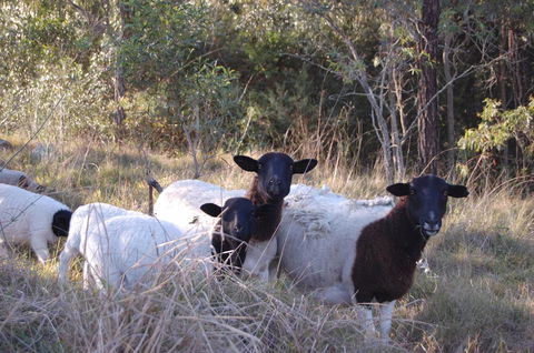 Cadair Cottages - Holiday Great Ocean Road 15