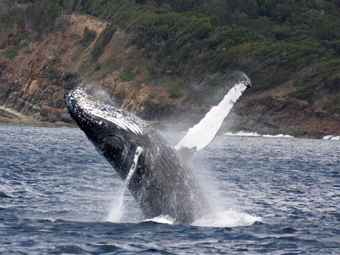 Braemar 9 - Holiday Great Ocean Road 8