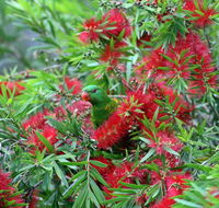 Bottlebrush B  B - Holiday Great Ocean Road
