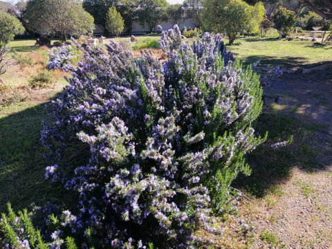 Carisbrook Country Retreat Motel - Holiday Great Ocean Road 2