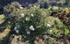 Carisbrook Country Retreat Motel - thumb 0