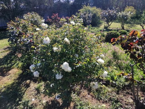 Carisbrook Country Retreat Motel - Holiday Great Ocean Road 0