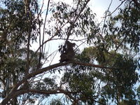 Book Haden Accommodation Vacations Holiday Great Ocean Road Holiday Great Ocean Road