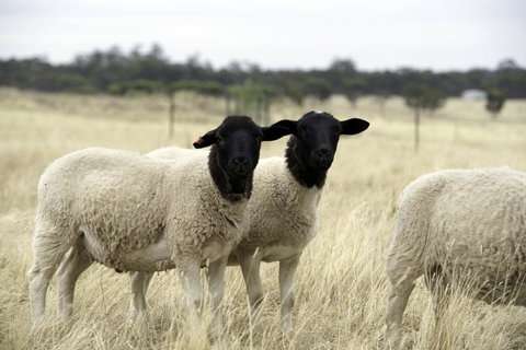 Gilgraves Vineyard Farmstay - Holiday Great Ocean Road 3