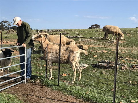 Gilgraves Vineyard Farmstay - Holiday Great Ocean Road 0