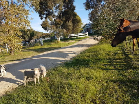 Happy Pig Farm - Holiday Great Ocean Road 1