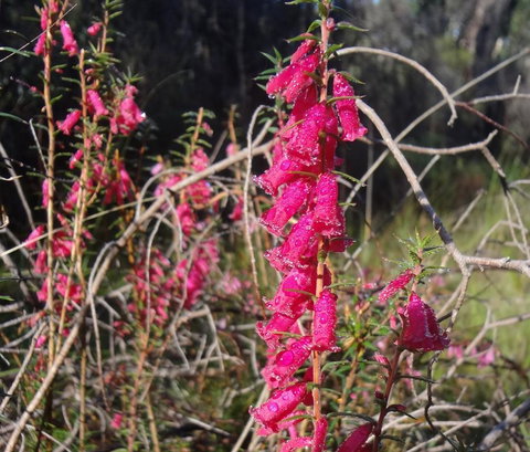 Hawksview At Mafeking - Holiday Great Ocean Road 2