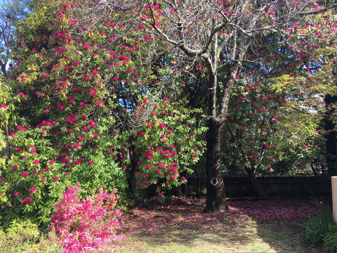 Kookaburra Cottage - Holiday Great Ocean Road 1