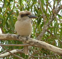 kookaburra nest - Holiday Great Ocean Road