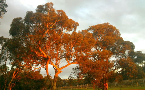 Hotham Ridge Estate - Holiday Great Ocean Road 35