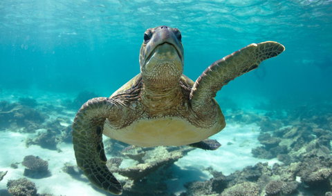 Peoples Park - Holiday Great Ocean Road 31