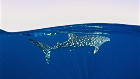 Peoples Park - Holiday Great Ocean Road 33