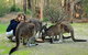 Yelverton Brook Conservation Sanctuary - thumb 5