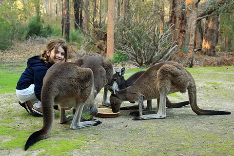Yelverton Brook Conservation Sanctuary - Holiday Great Ocean Road 5