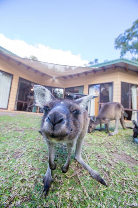 Yelverton Brook Conservation Sanctuary - Holiday Great Ocean Road 17