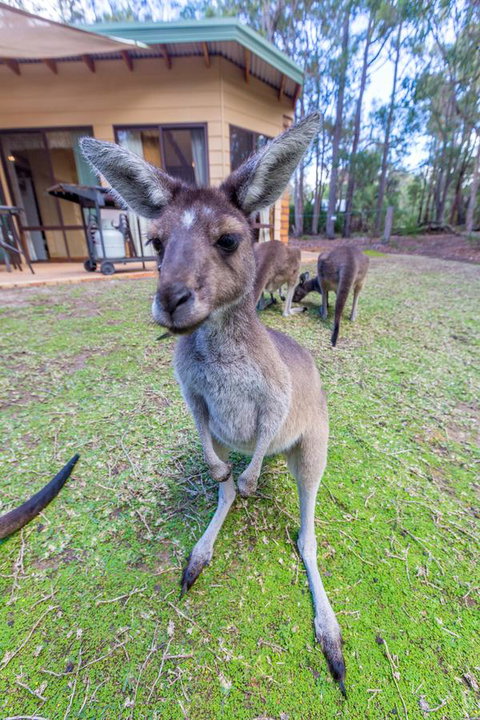 Yelverton Brook Conservation Sanctuary - Holiday Great Ocean Road 0