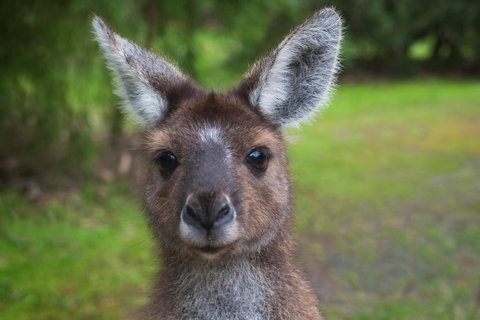 Yelverton Brook Conservation Sanctuary - Holiday Great Ocean Road 25