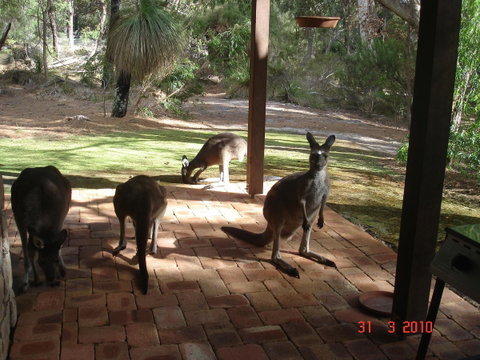 Yelverton Brook Conservation Sanctuary - Holiday Great Ocean Road 22