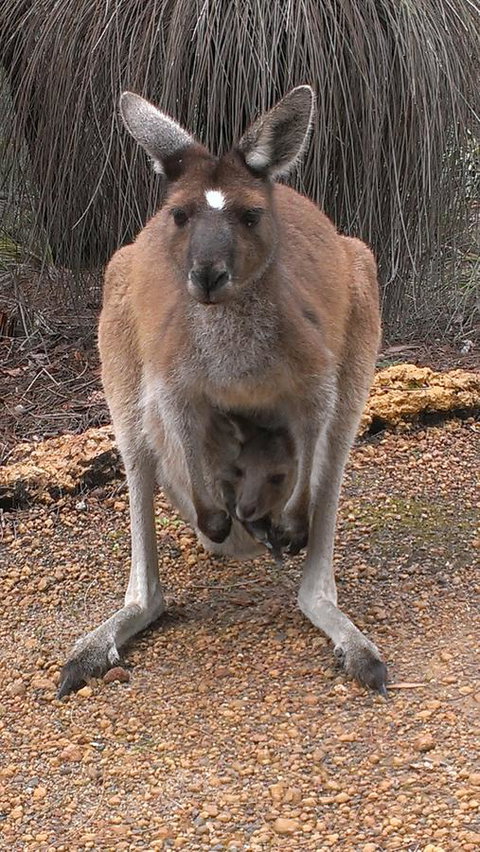 Yelverton Brook Conservation Sanctuary - Holiday Great Ocean Road 27
