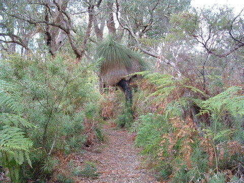 Yelverton Brook Conservation Sanctuary - Holiday Great Ocean Road 41