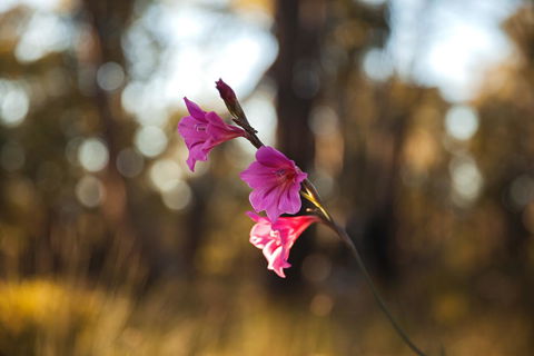 Amaroo Retreat & Spa - Holiday Great Ocean Road 14