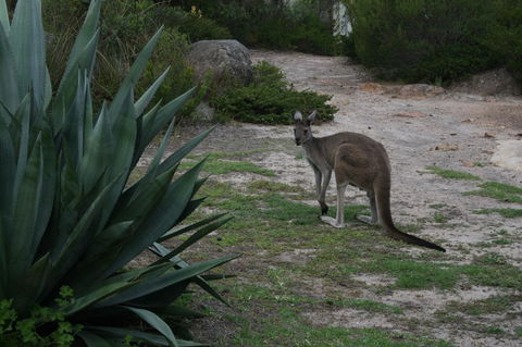Aqua Views - Holiday Great Ocean Road 15