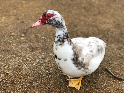 A Cottage In Richmond - Holiday Great Ocean Road 19