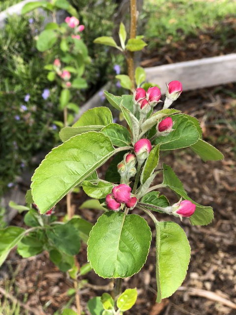 A Cottage In Richmond - Holiday Great Ocean Road 18