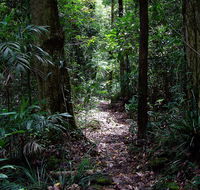Springbrook Lyrebird Retreat - Holiday Great Ocean Road