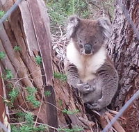 Stringybark Hills Retreat - Holiday Great Ocean Road