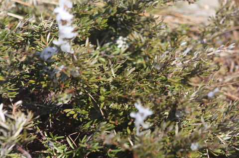 Shady Brook Cottages - Holiday Great Ocean Road 3