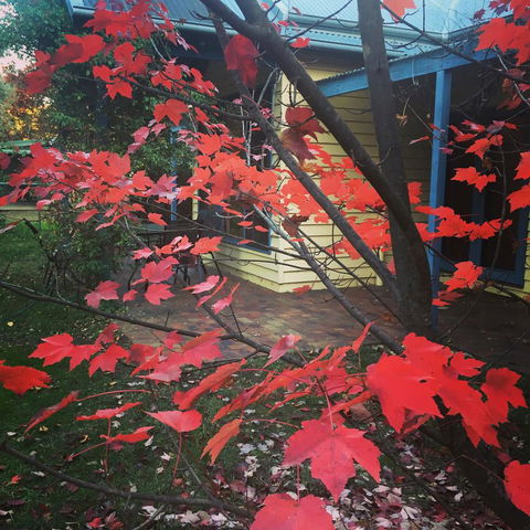 The Orchard House - Holiday Great Ocean Road 27