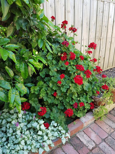 Healesville House - Fig Tree House - Holiday Great Ocean Road 18