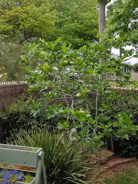 Healesville House - Fig Tree House - Holiday Great Ocean Road 20