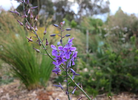The Chocolate Lily Bed & Breakfast - Holiday Great Ocean Road 3