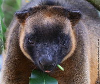 Book Ravenshoe Accommodation Vacations Holiday Great Ocean Road Holiday Great Ocean Road