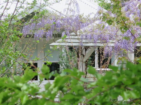 Amelina Cottages - Holiday Great Ocean Road 5