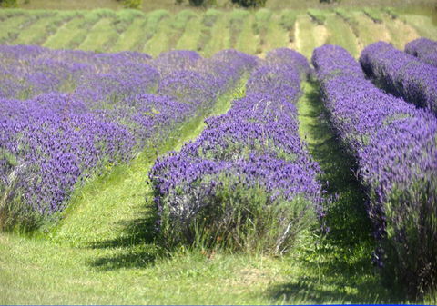 Chestnut Daylesford - Holiday Great Ocean Road 15