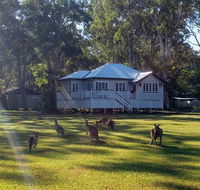 Lake Weyba Noosa Lodge  Kangaroos - Holiday Great Ocean Road