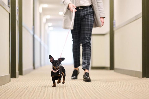 Abode Phillip - Holiday Great Ocean Road 4