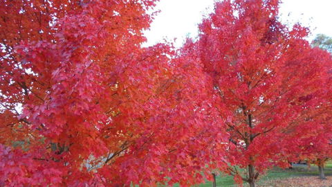 HEALESVILLE GETAWAY - Holiday Great Ocean Road 0